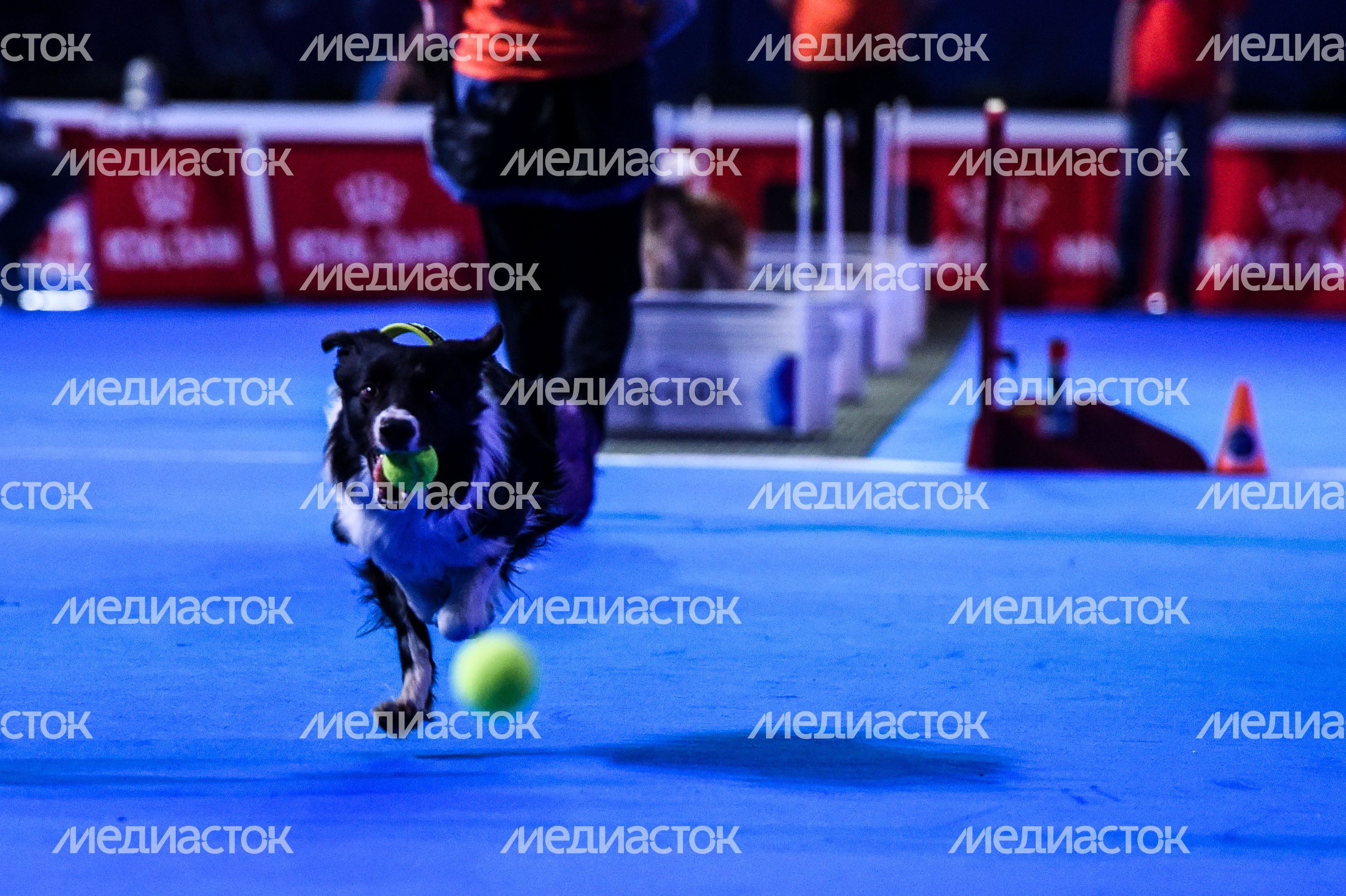 Выставка собак Евразия‑2018 прошла в Подмосковье