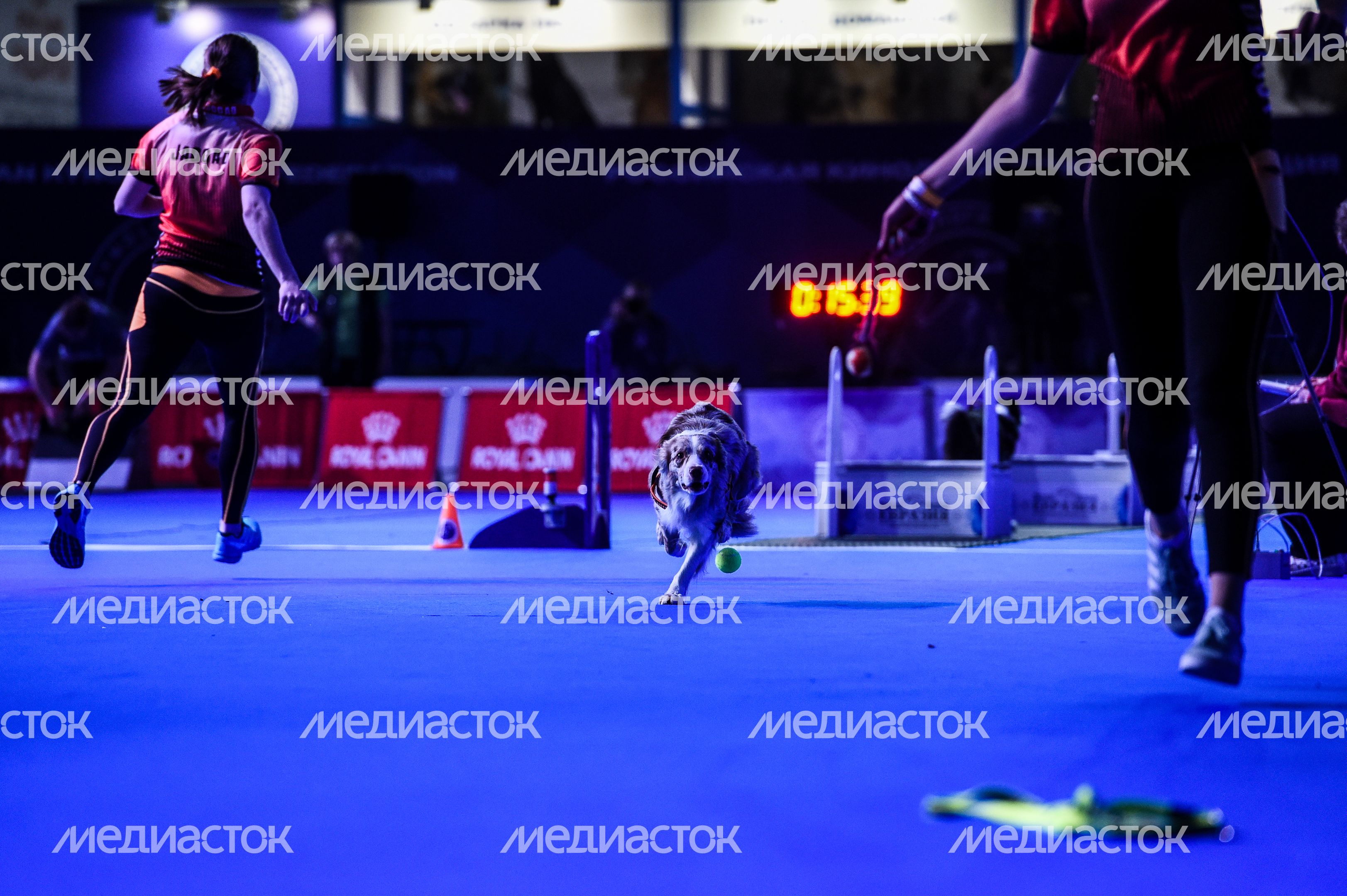 Выставка собак Евразия‑2018 прошла в Подмосковье