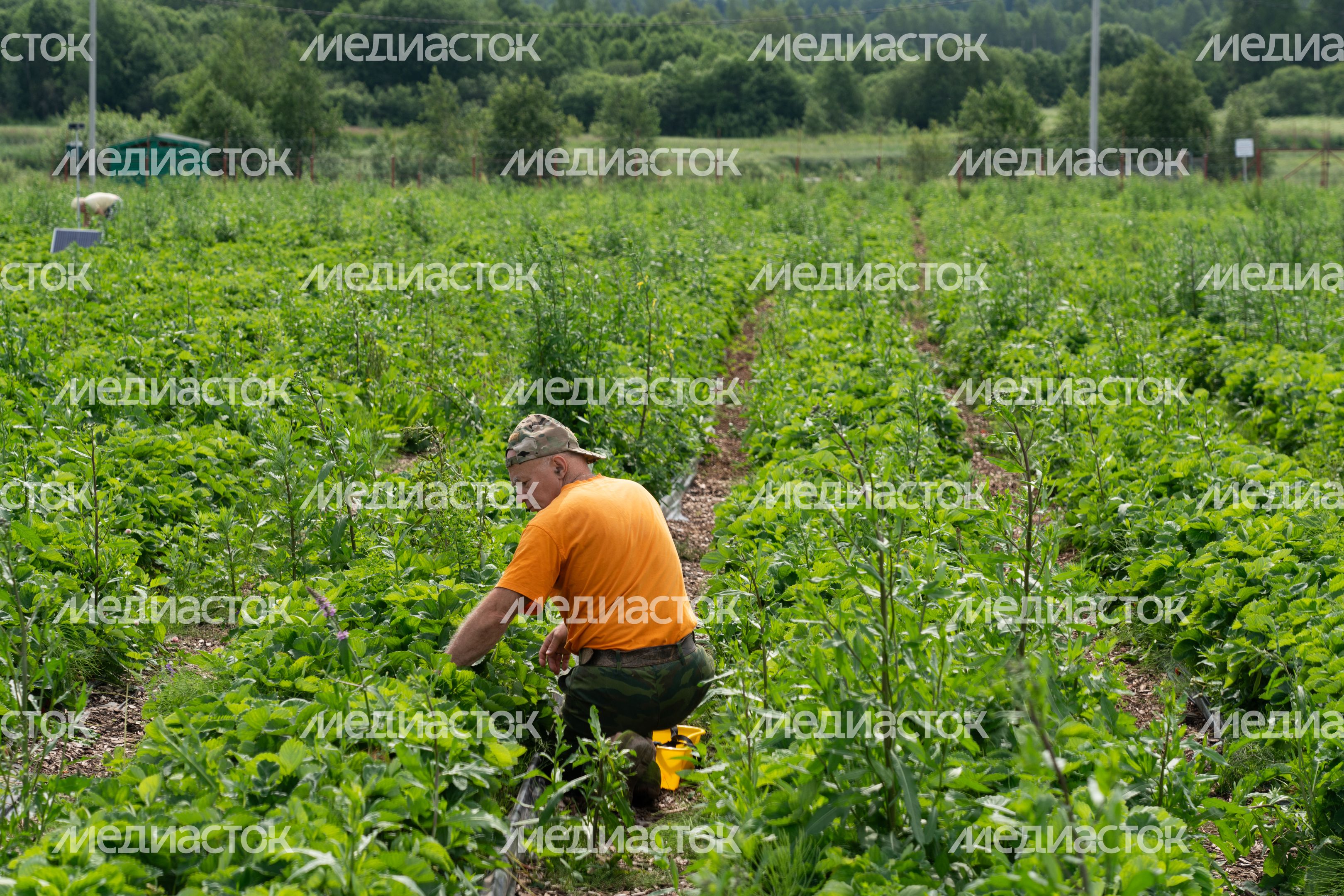 Выращивание клубники в ООО "Плодопитомник "Ягода-малина" в округе Шаховская