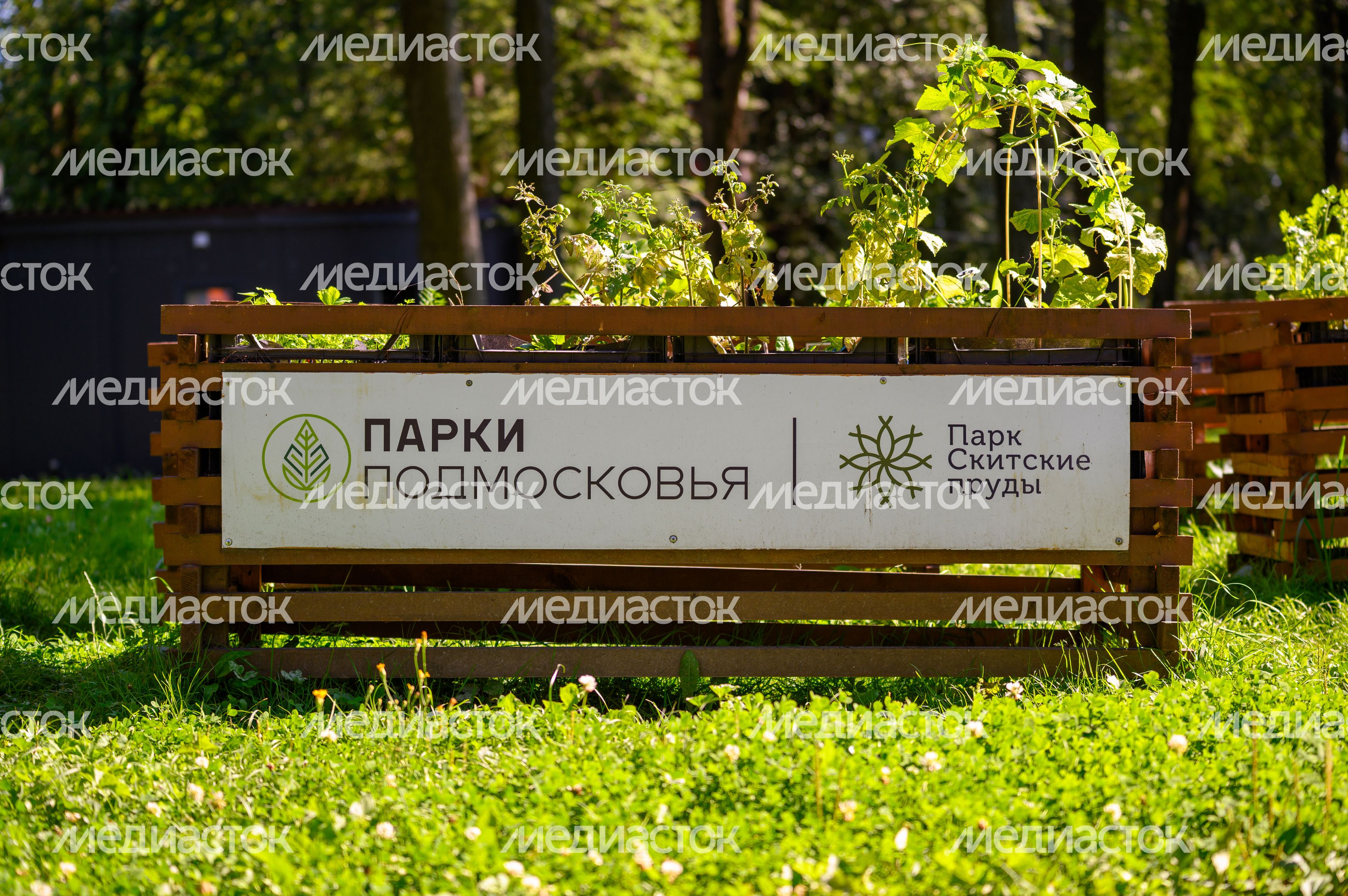 Парк "Скитские пруды" в Сергиевом Посаде. Лето Парк "Скитские пруды" в Сергиевом Посаде. Лето