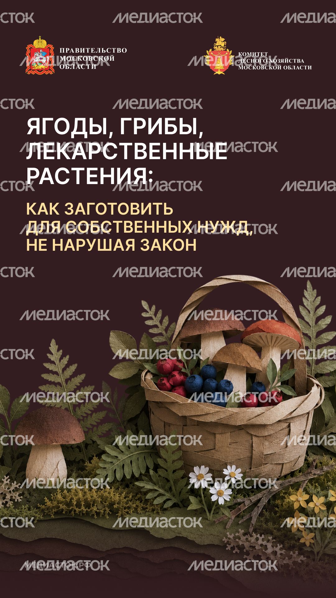 Ягоды, грибы, лекарственные растения вертикаль 01