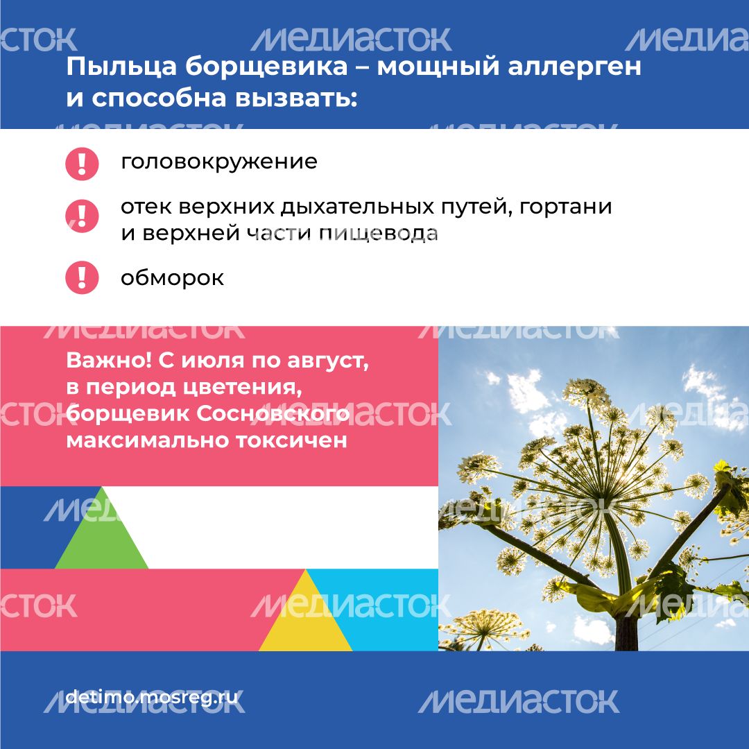 Квадрат_Борщевик Сосновского_04.png