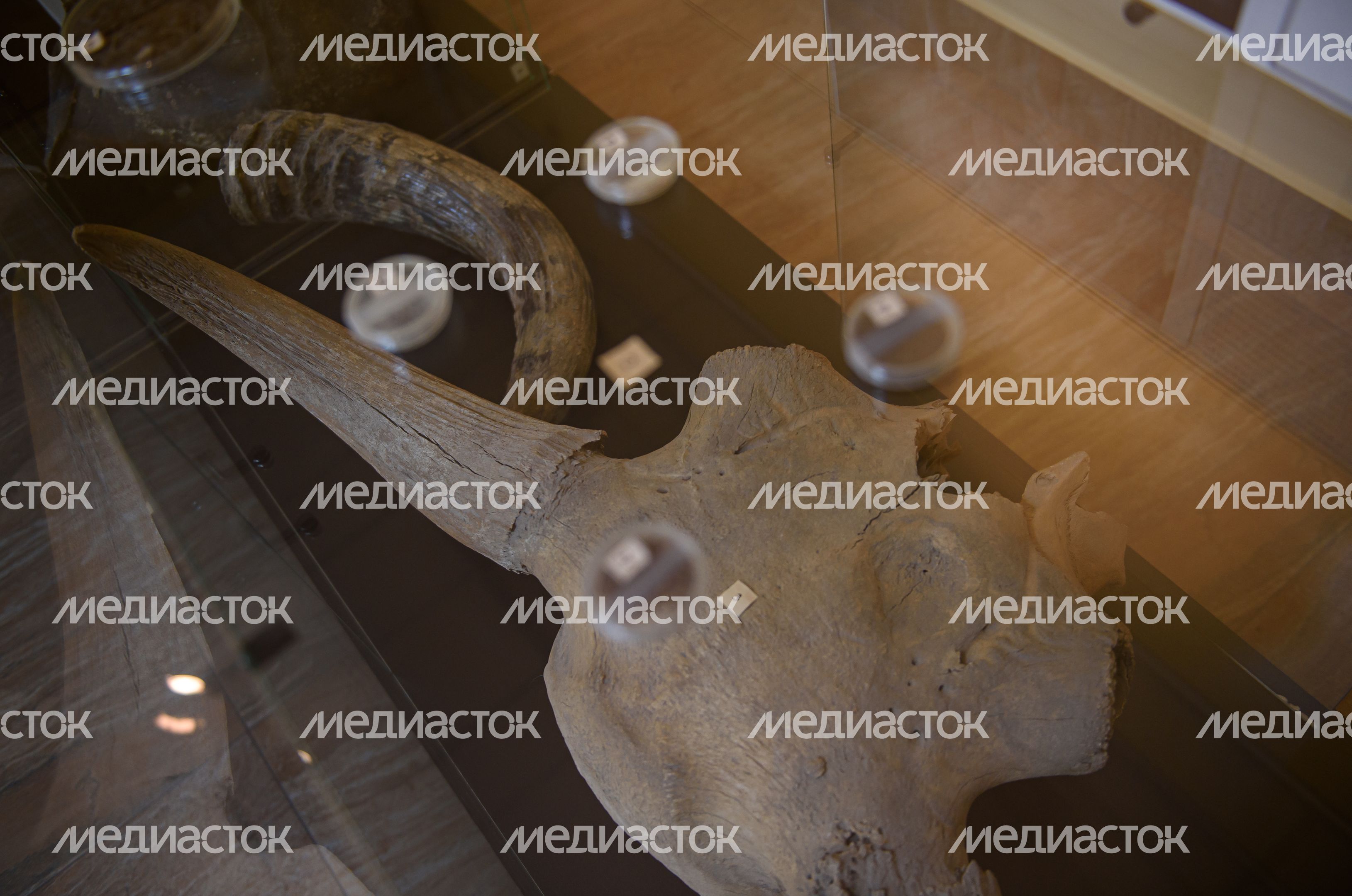 Пущинский музей экологии и краеведения
