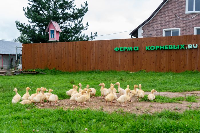 Утки на экоферме Корневых в Истре