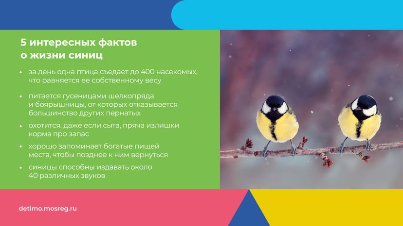 синичкин_день_горизонталь_10.jpg