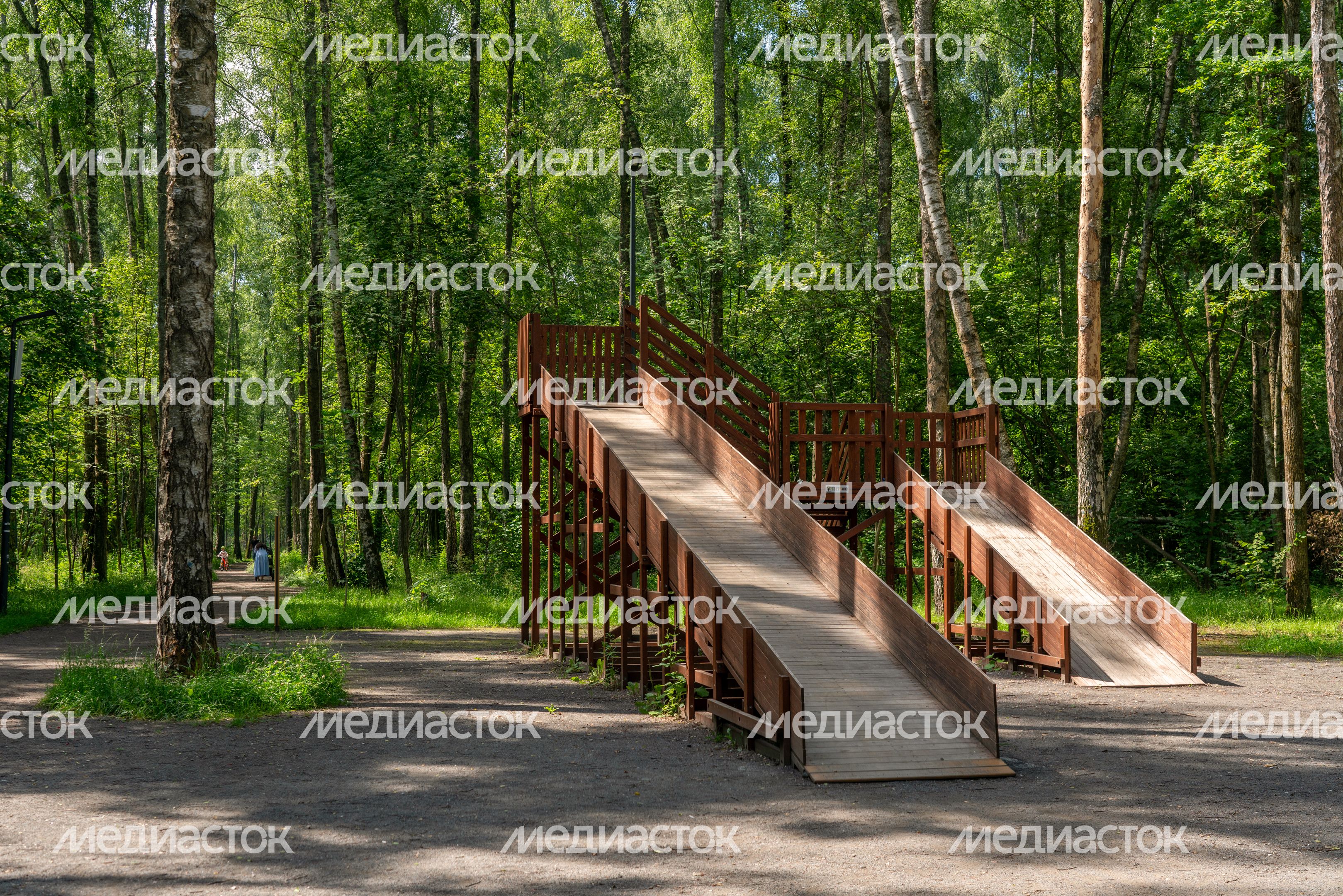 Губернский лесопарк в Чехове летом
