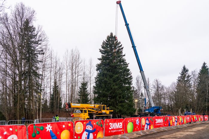 Главную новогоднюю елку страны спилили в Рузском округе