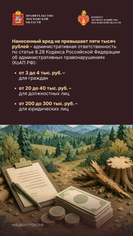 Незаконная рубка вертикаль 03