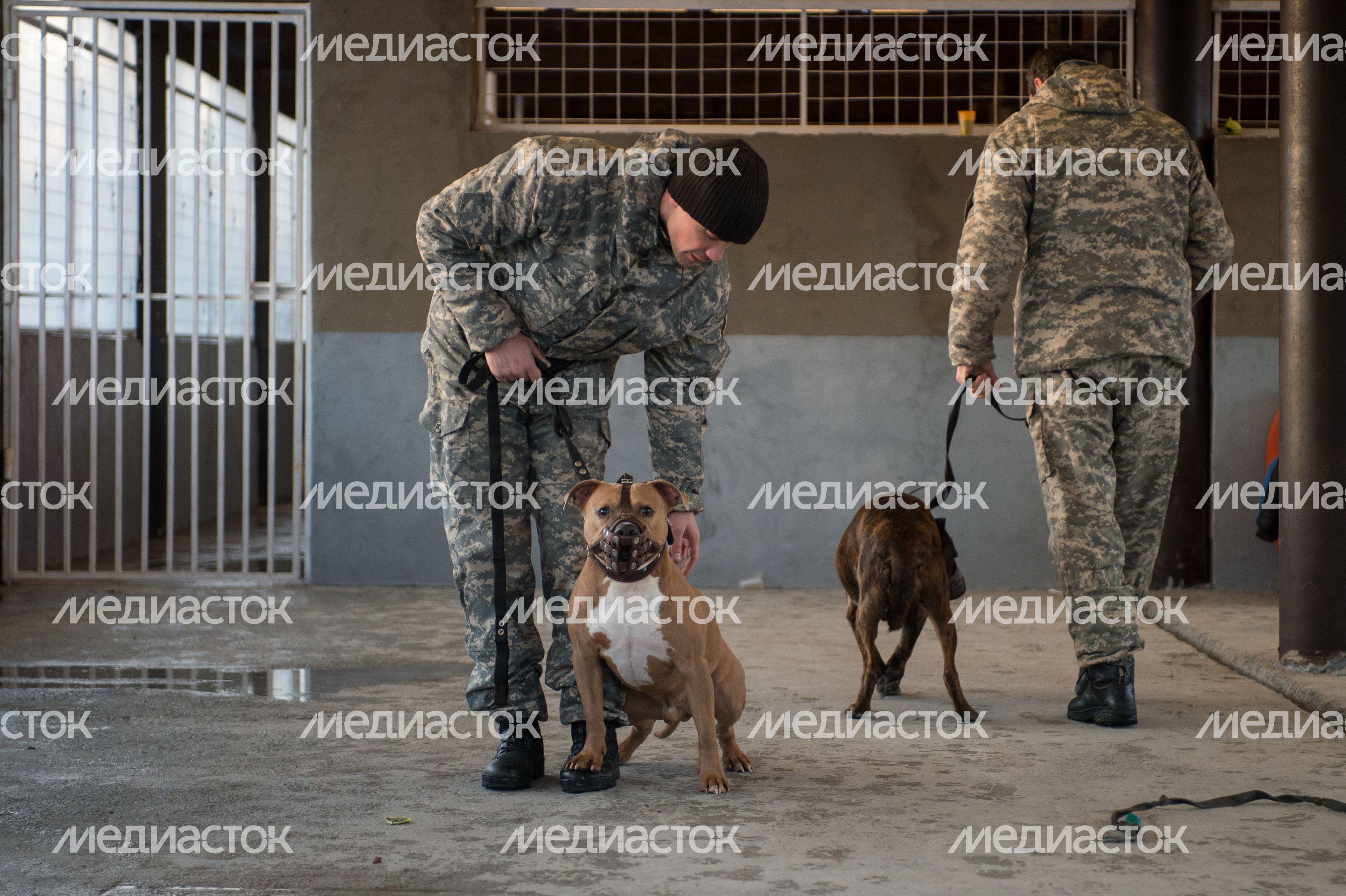 Шереметьевский приют для собак в Химках