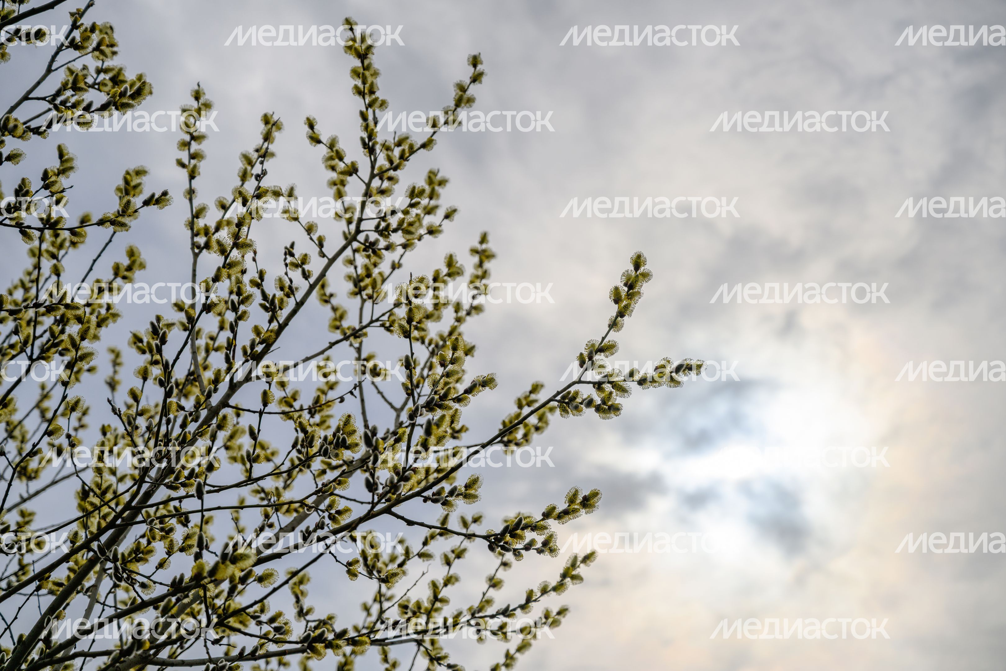 Весна в Подмосковье - расцвела верба Весна в Подмосковье - расцвела верба