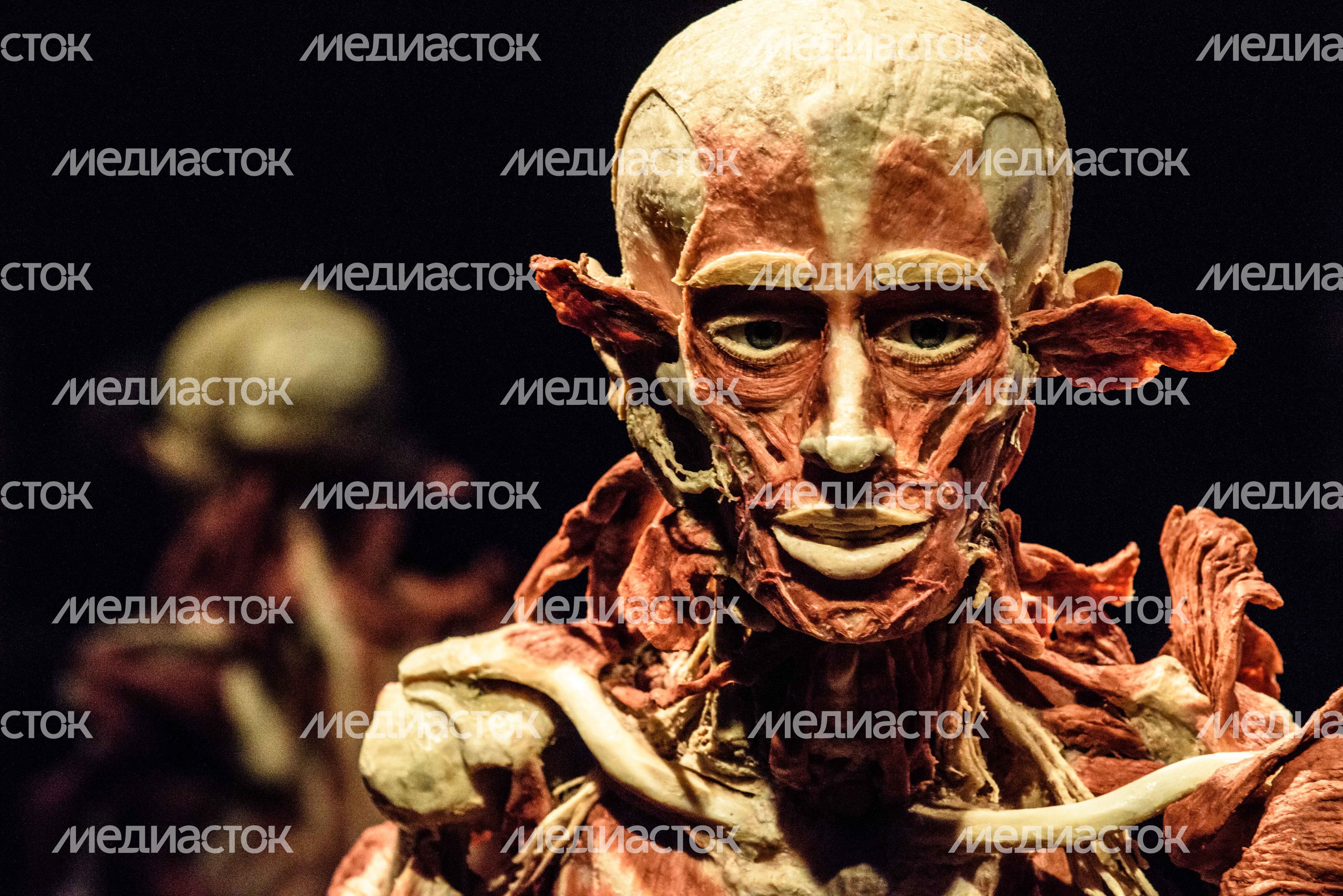 Выставка «Body Worlds» на ВДНХ