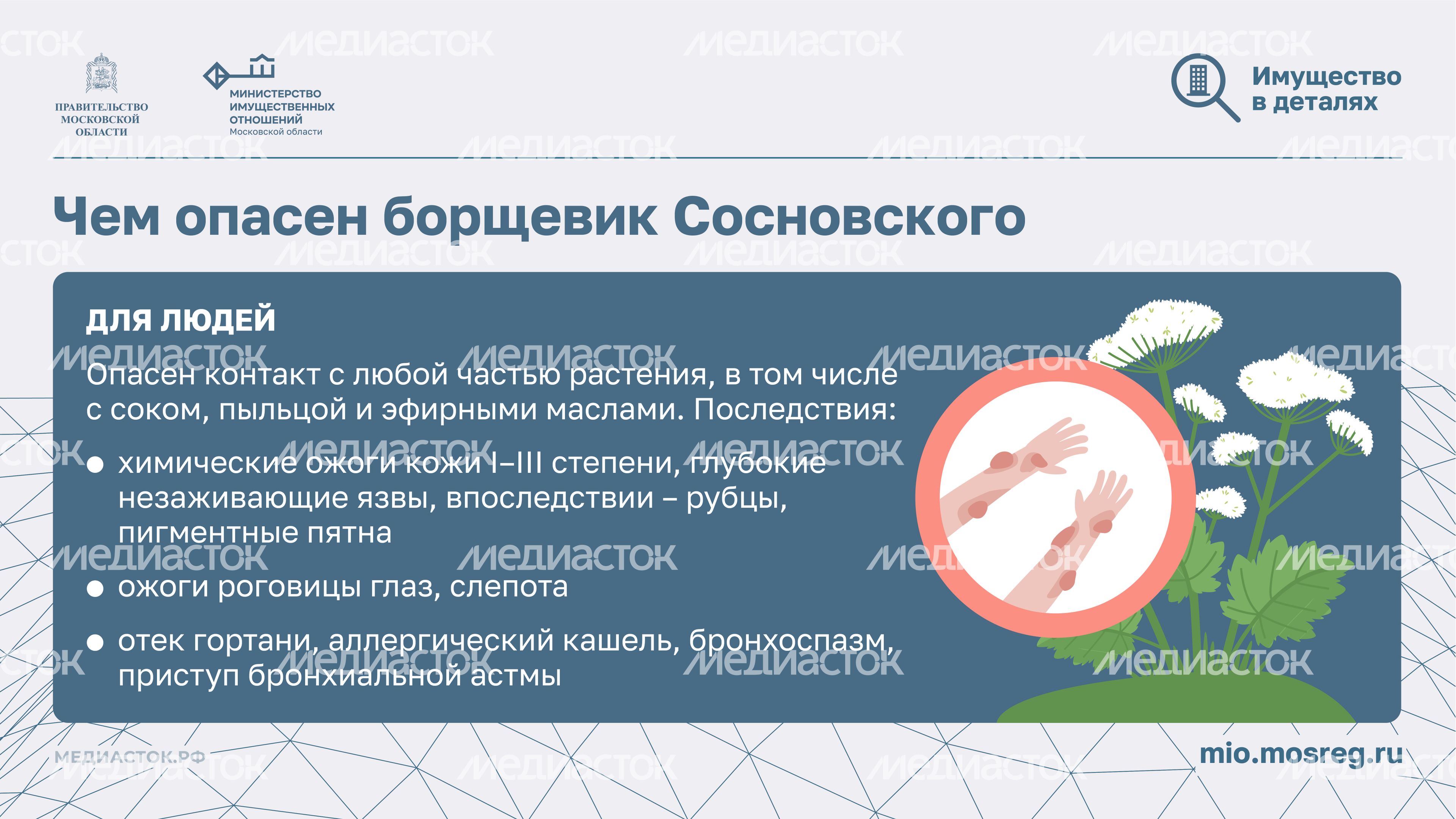 Борьба с борщевиком горизонталь 04
