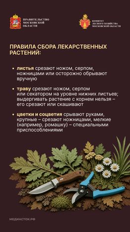 Ягоды, грибы, лекарственные растения вертикаль 07
