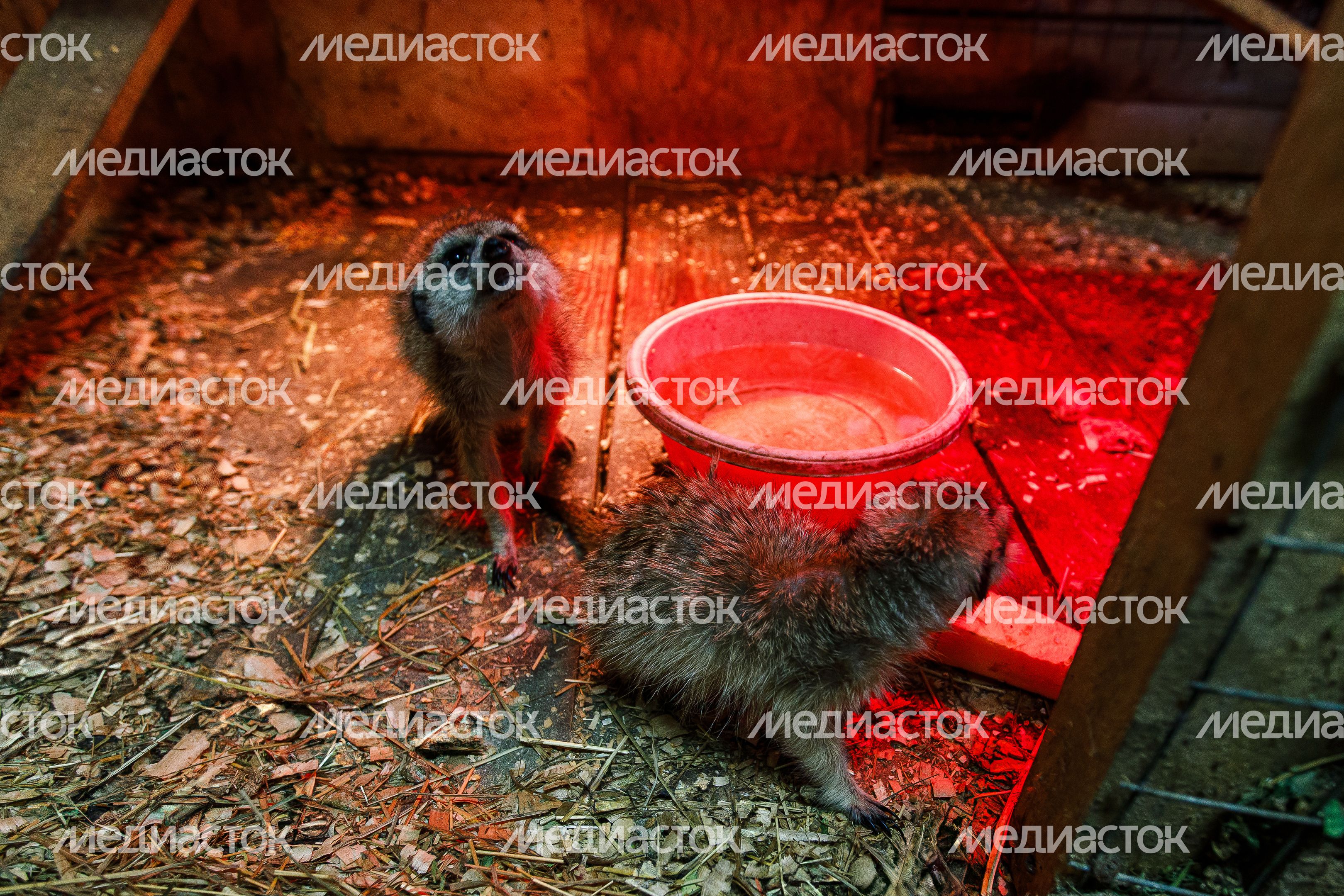 Мытищи. Мини-ферма «Страус»