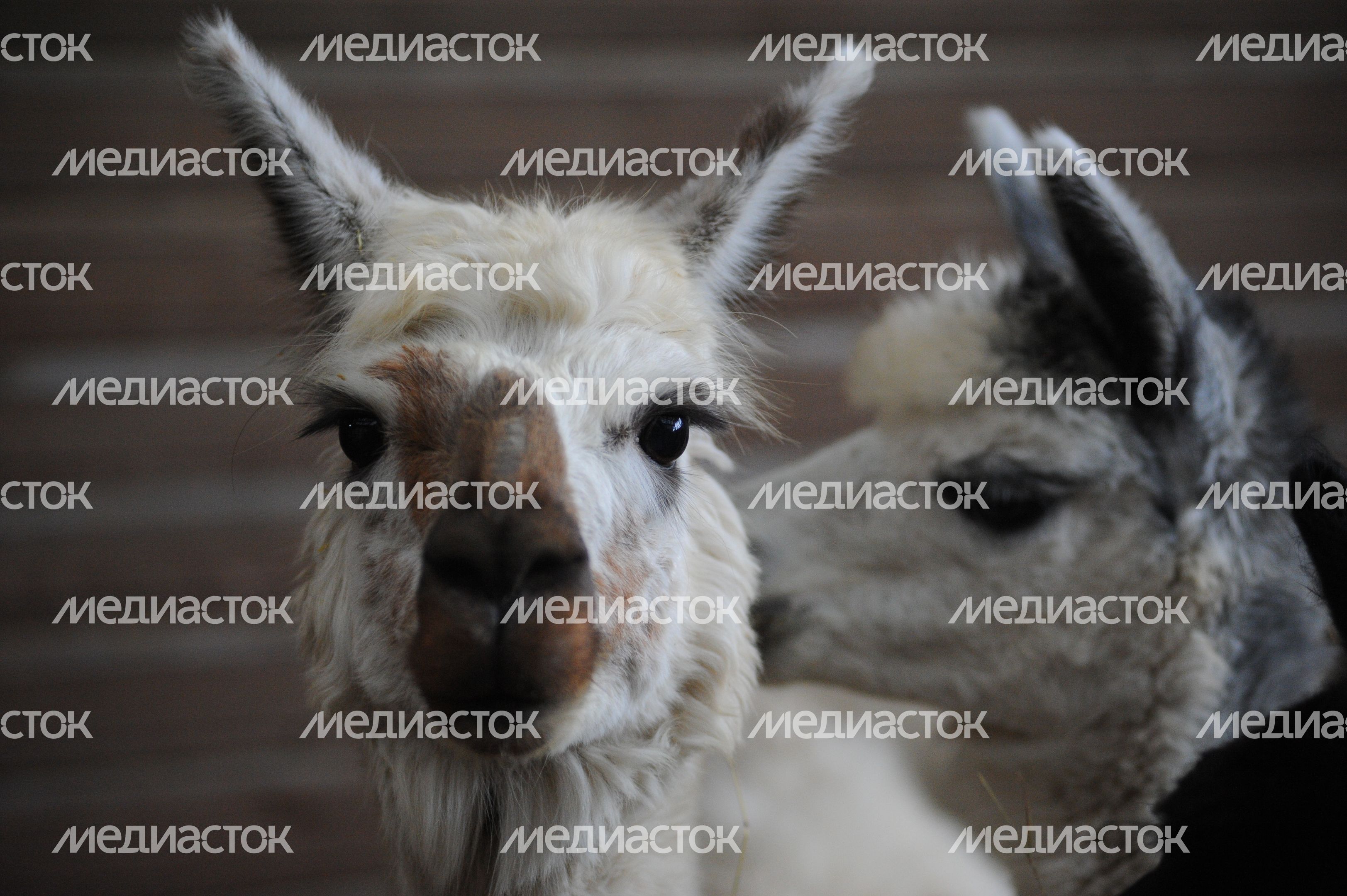 Альпаки на ферме «Капри» в Одинцовском районе