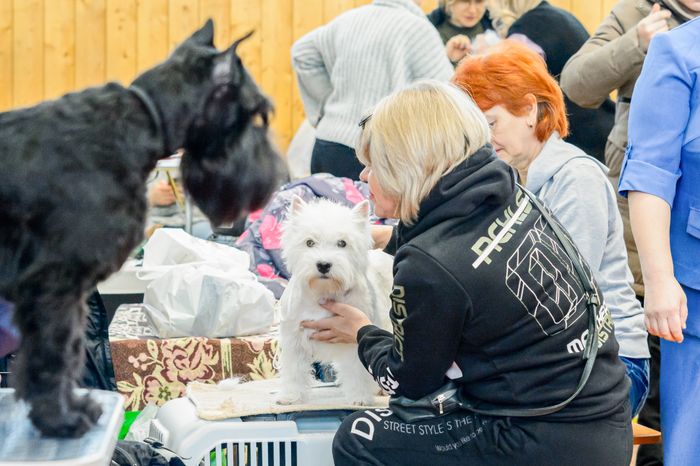 Богородский. Ногинск. Выставка собак всех пород
