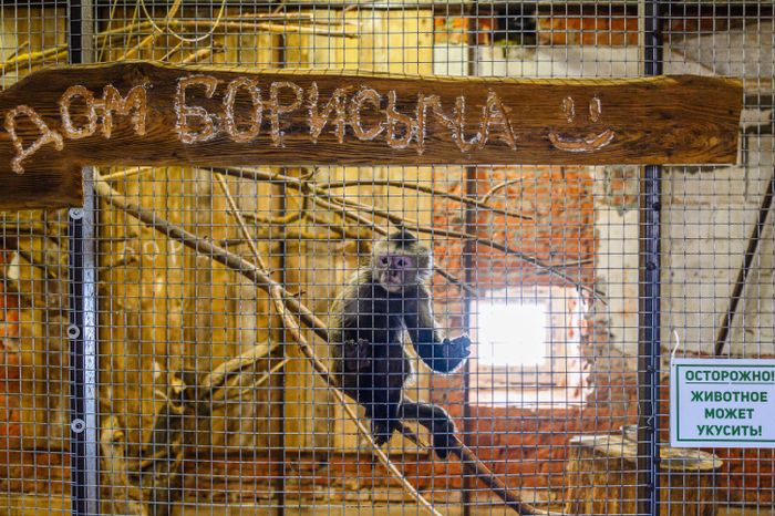 Ферма "ЭкоДеревушка" в Коломне