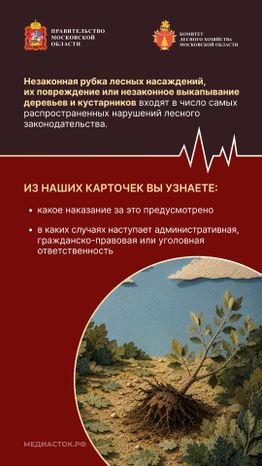 Незаконная рубка вертикаль 02