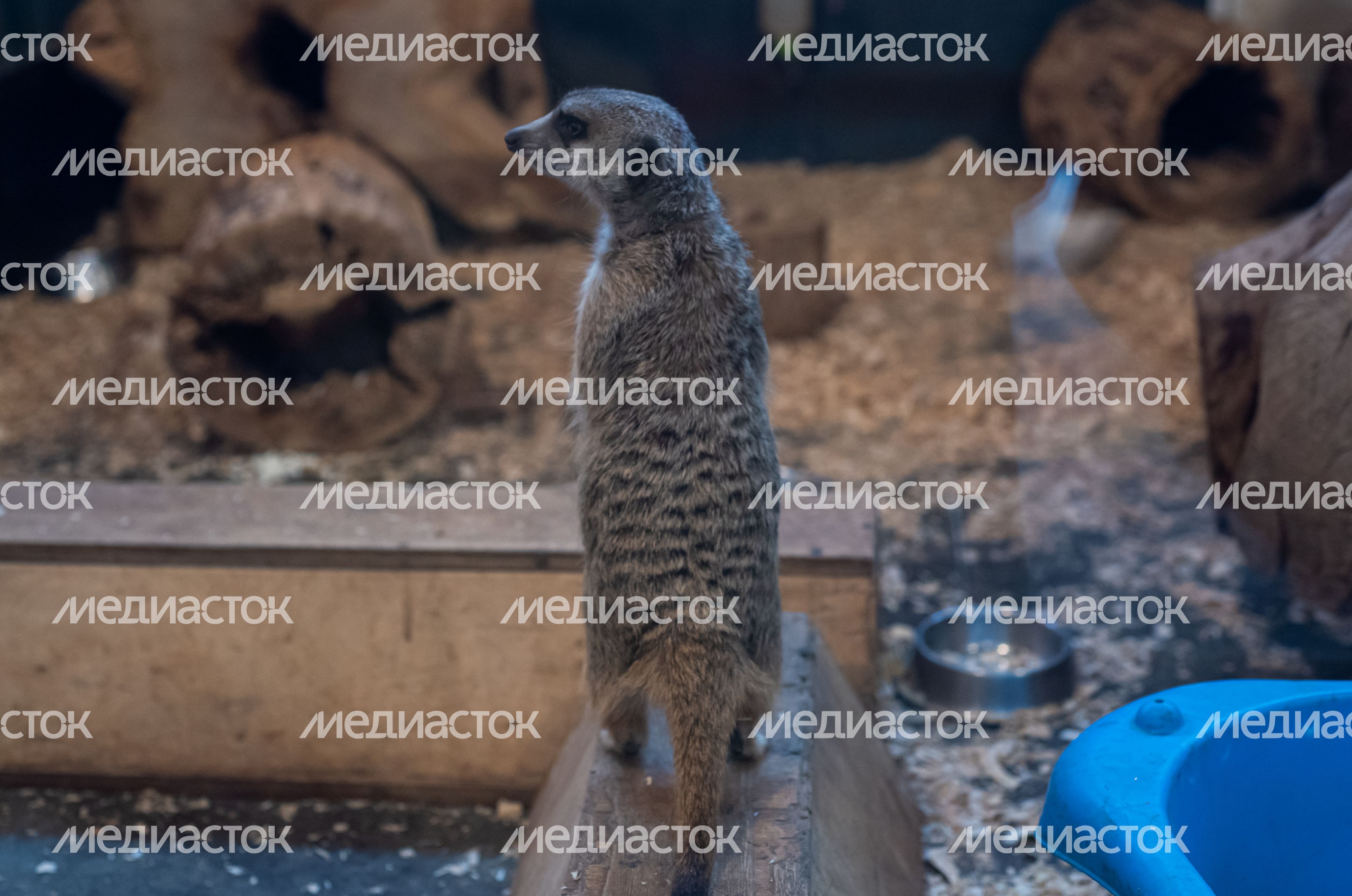 ЗооСад Конноспортивного комплекса «Дивный»