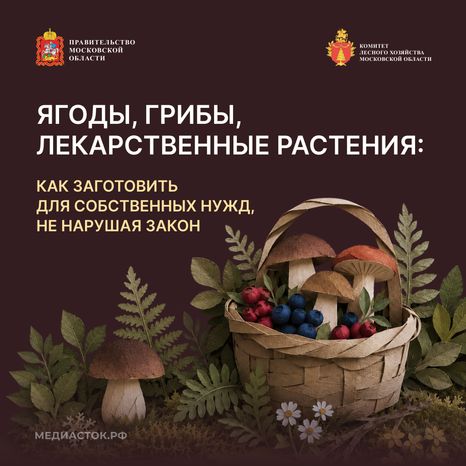 Ягоды, грибы, лекарственные растения квадрат 01