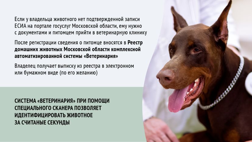 Зарегистрировать домашнее животное ред 2-горизонталь-08.png