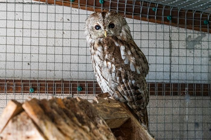 Оленья ферма ZooОleni в Рузском округе летом