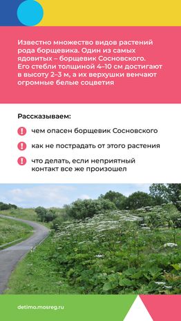 Вертикаль_Борщевик Сосновского_02.png