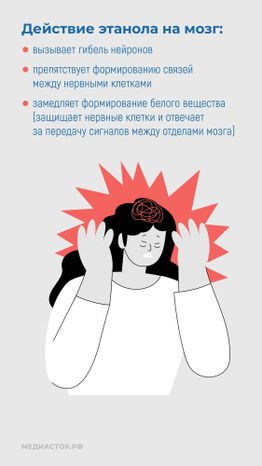 Алкоголь и развитие мозга вертикаль 05