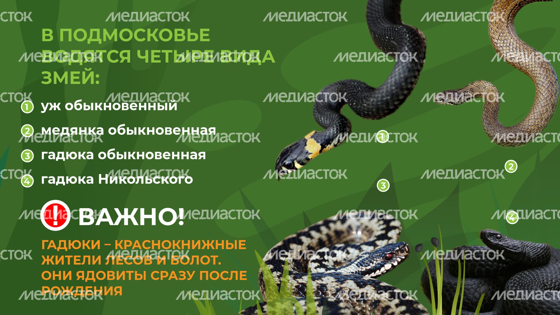 уппр_змеи_гор_3