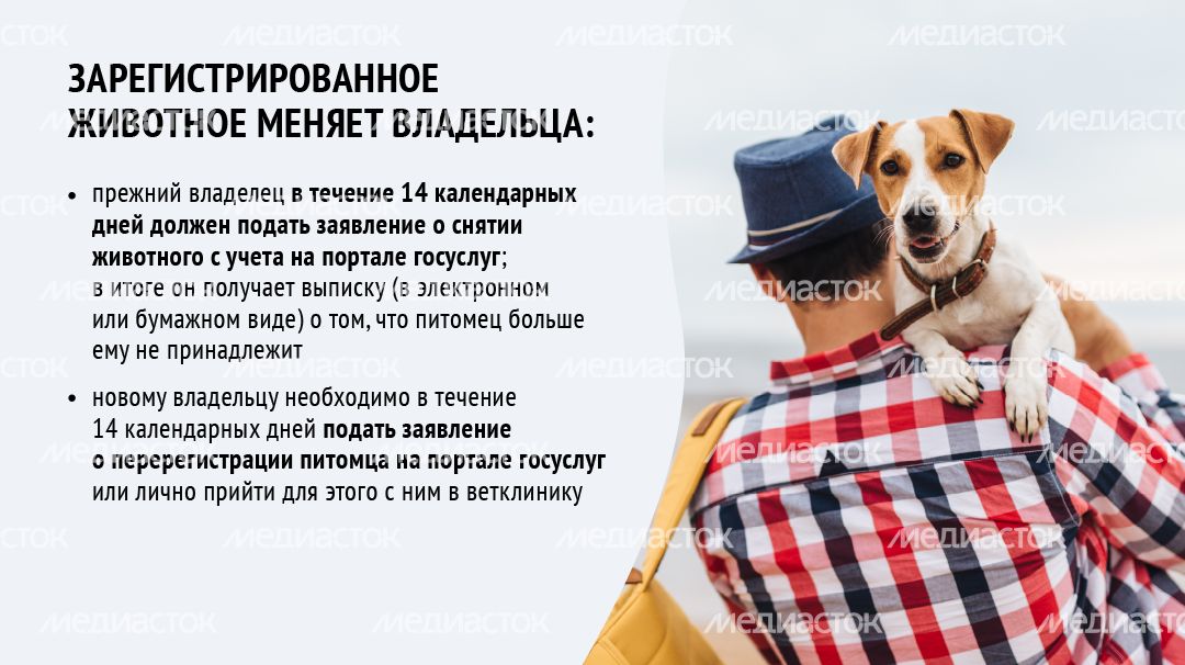 Зарегистрировать домашнее животное ред 2-горизонталь-09.png