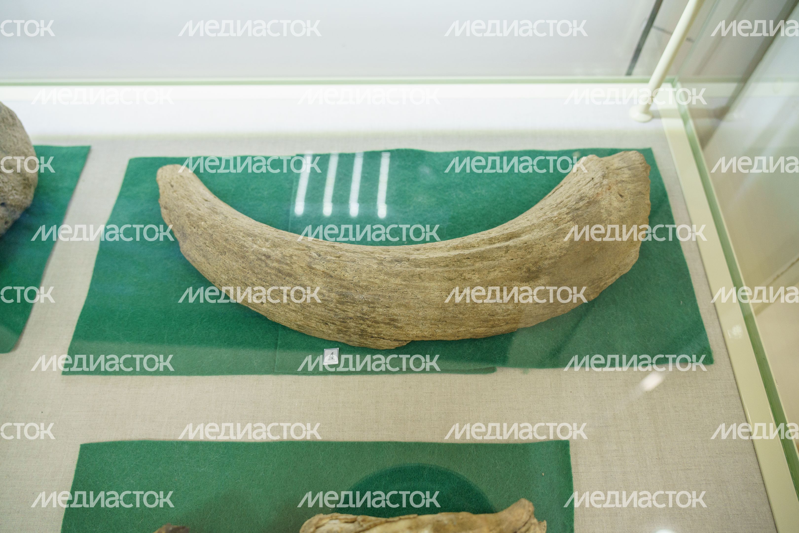 Музей Дубны. Отделение археологии и краеведения