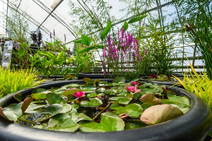 Международная выставка посадочного материала для профессионалов зеленой отрасли 2024 в Раменском округе