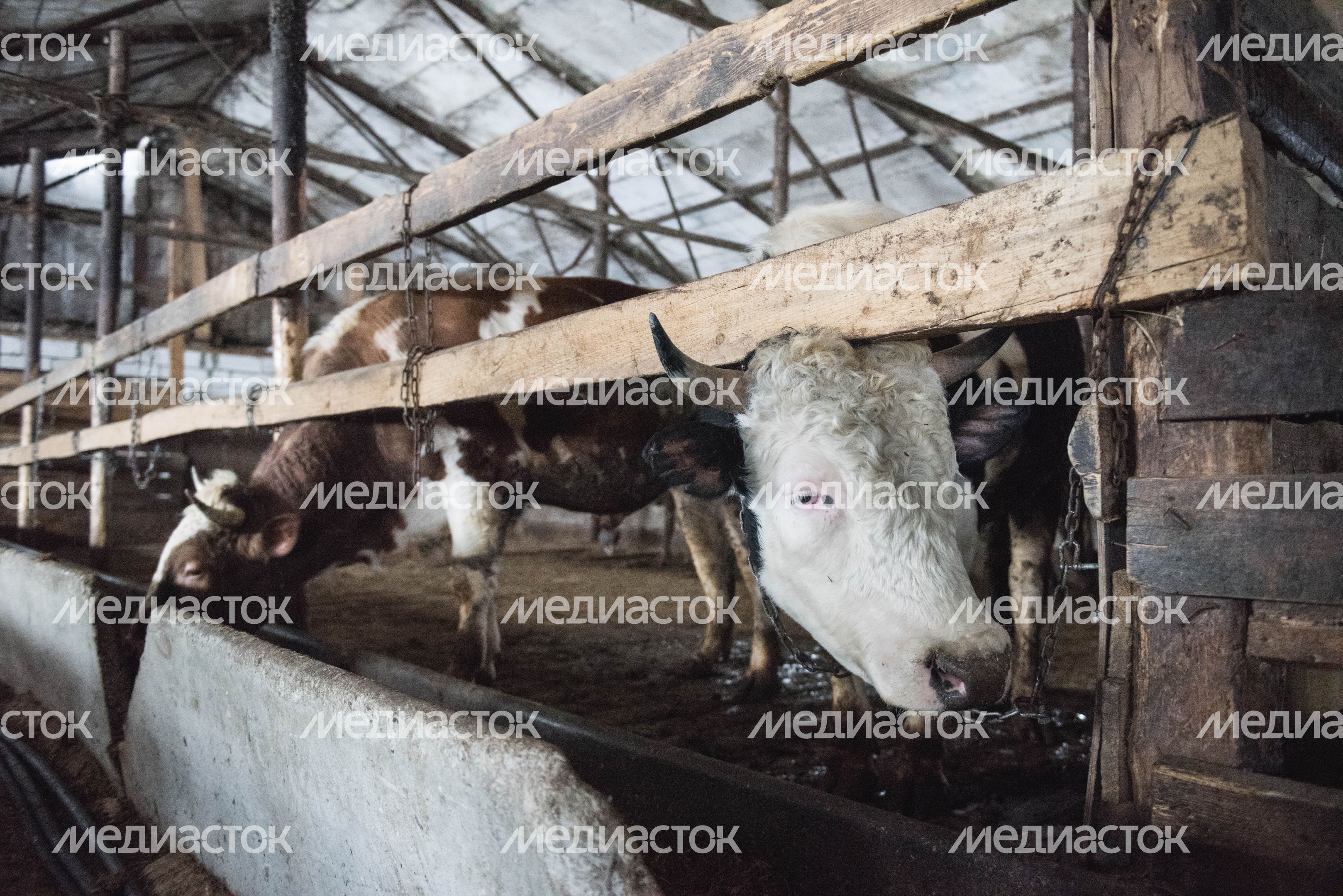 Деревня «Марс» в Московской области, 2 часть
