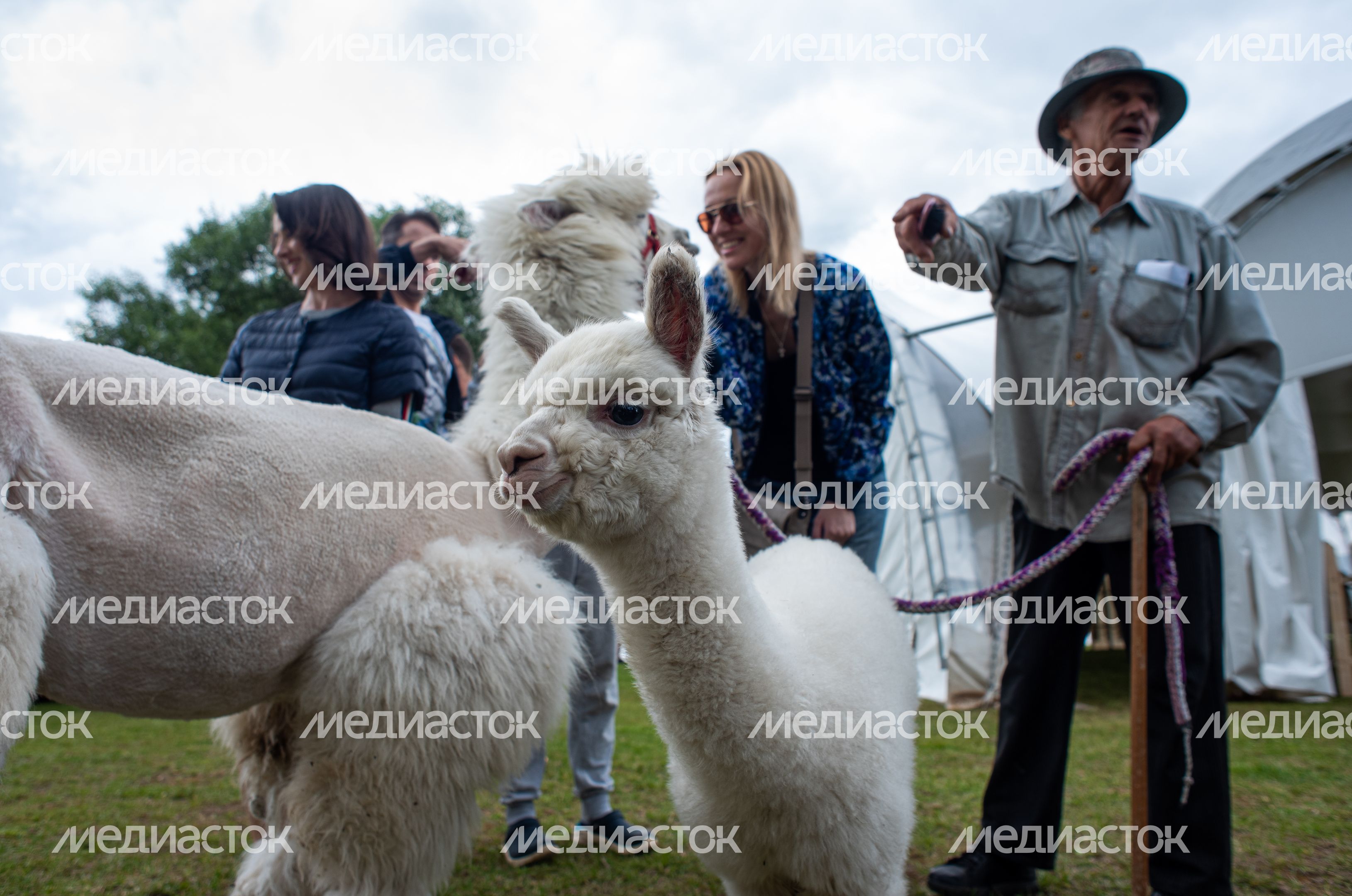 Гастрономический фестиваль Alpaca Wellbeing Fest