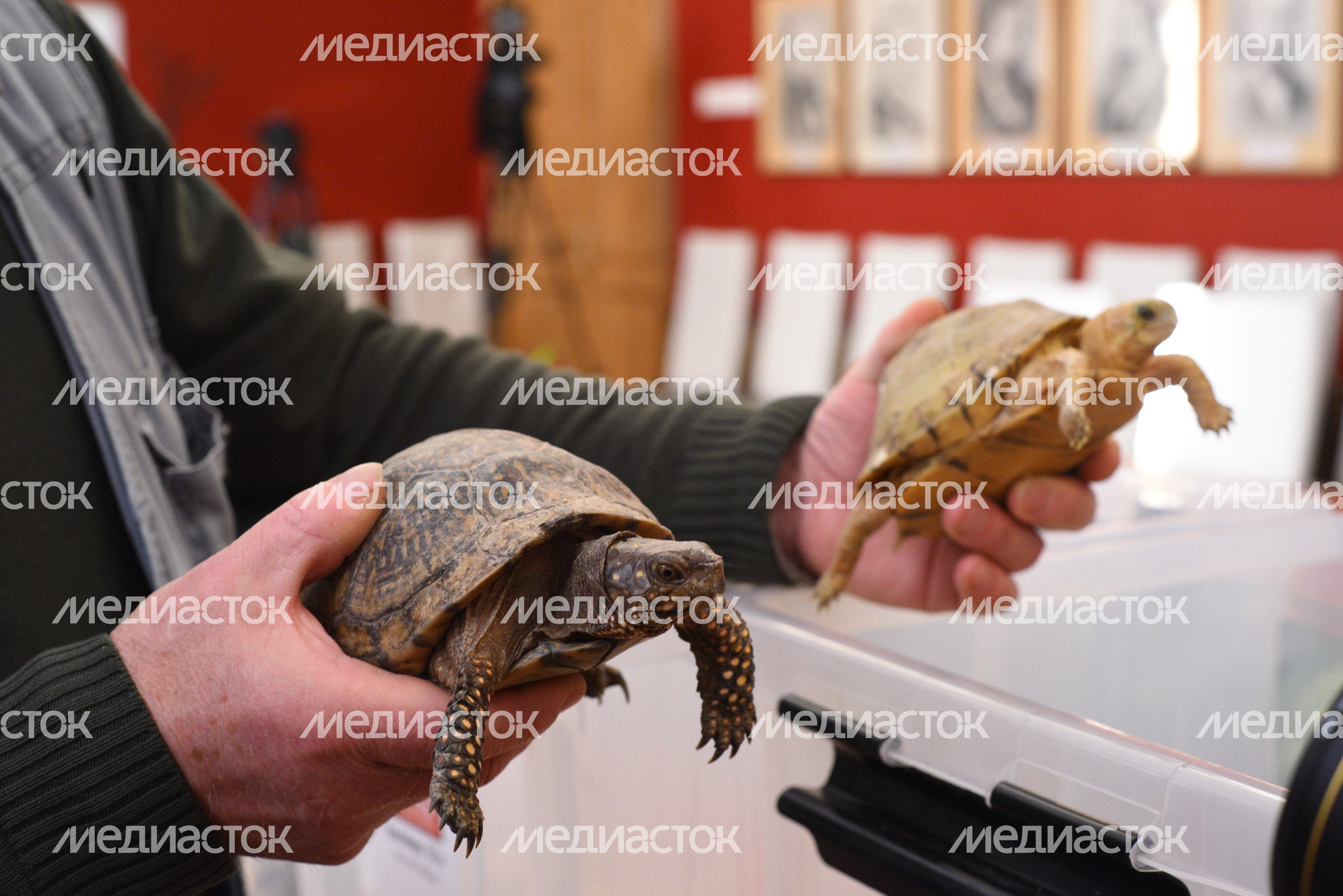 Передача контрабандных черепах и змей Московскому зоопарку Передача контрабандных черепах и змей Московскому зоопарку