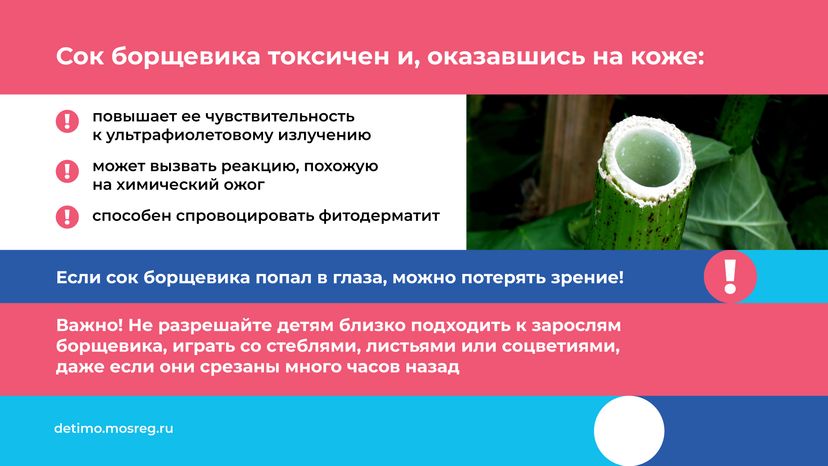 Горизонталь_Борщевик Сосновского_03.png