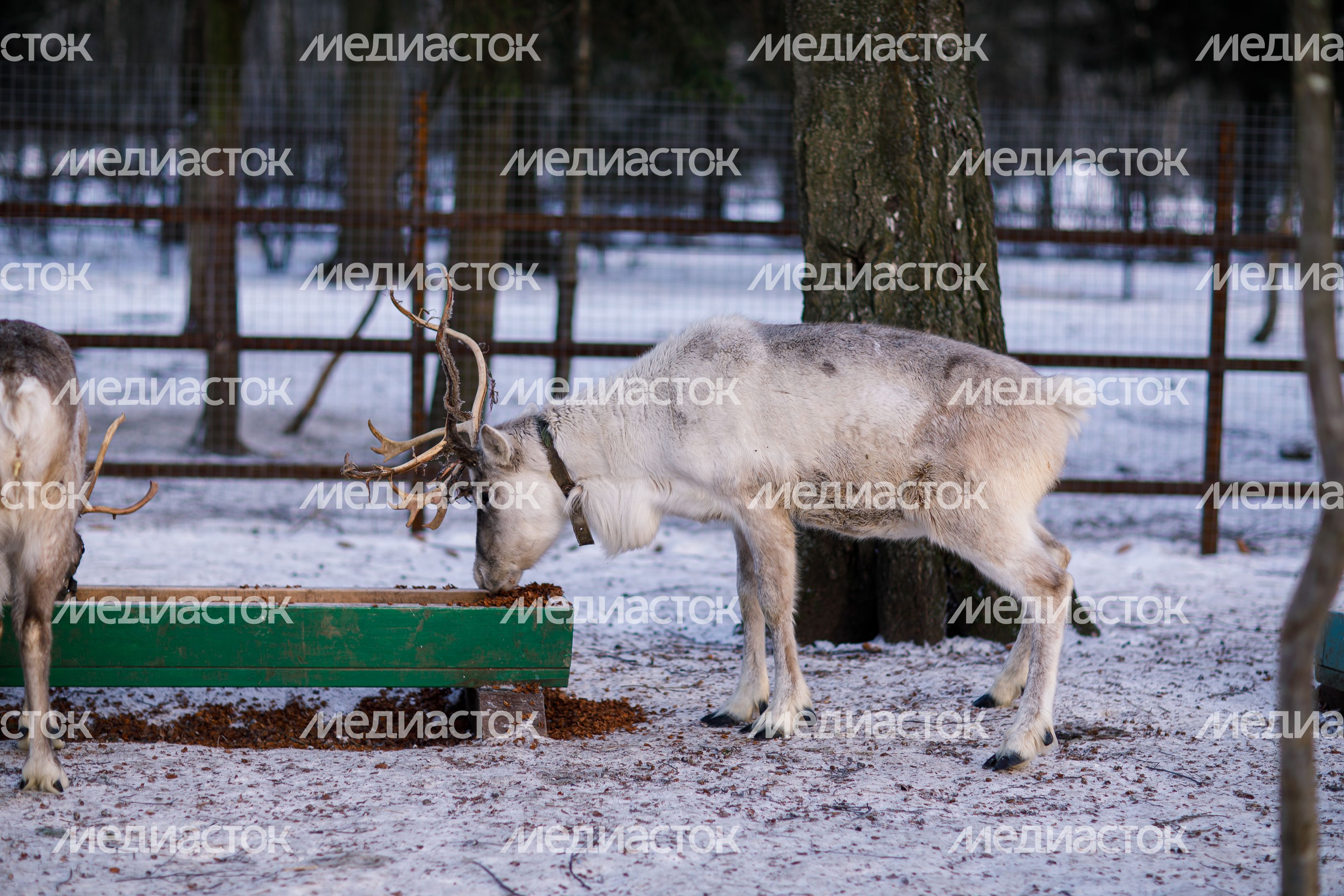 Оленья ферма ZooОleni в Рузском округе