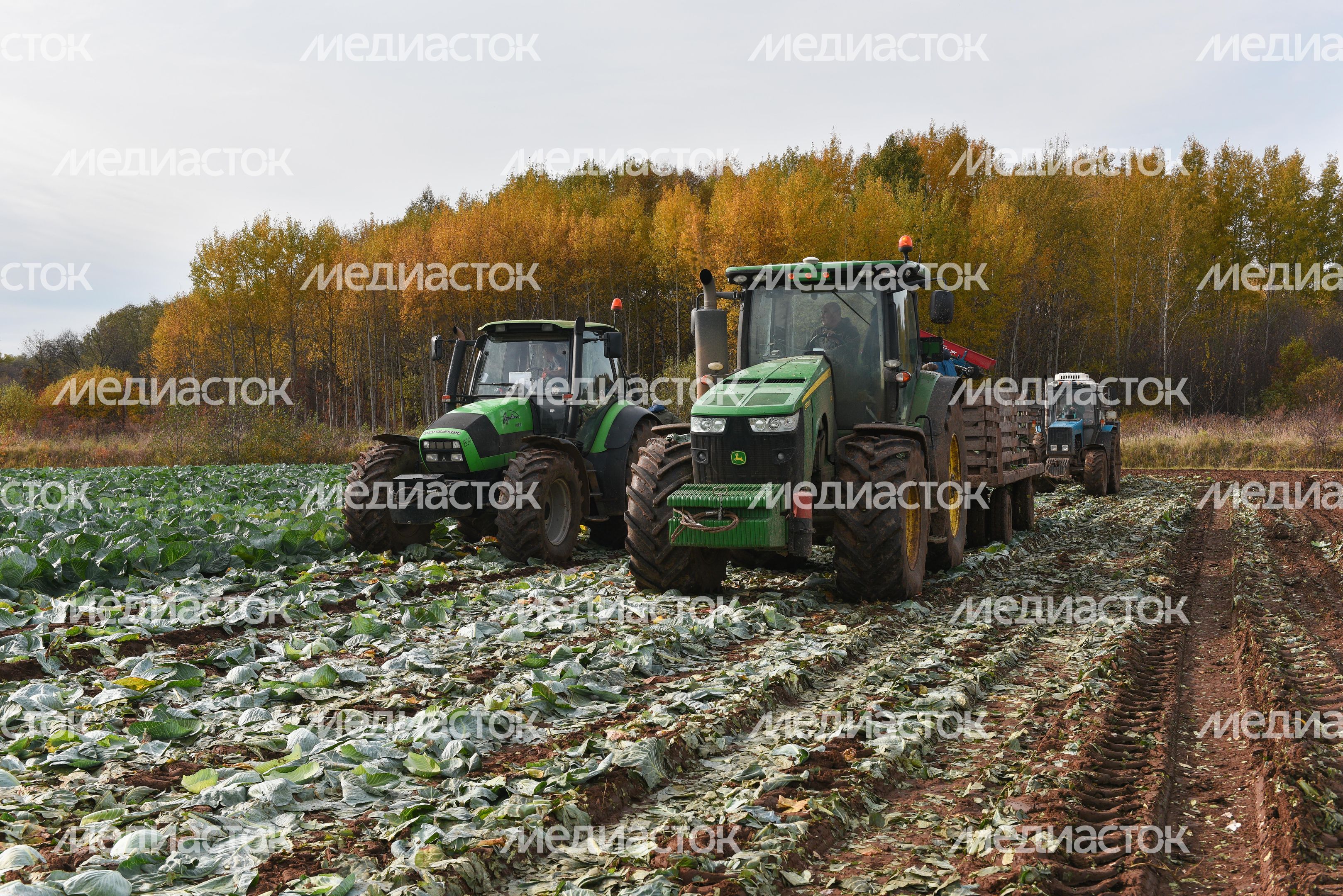 Сбор урожая капусты в Подмосковье