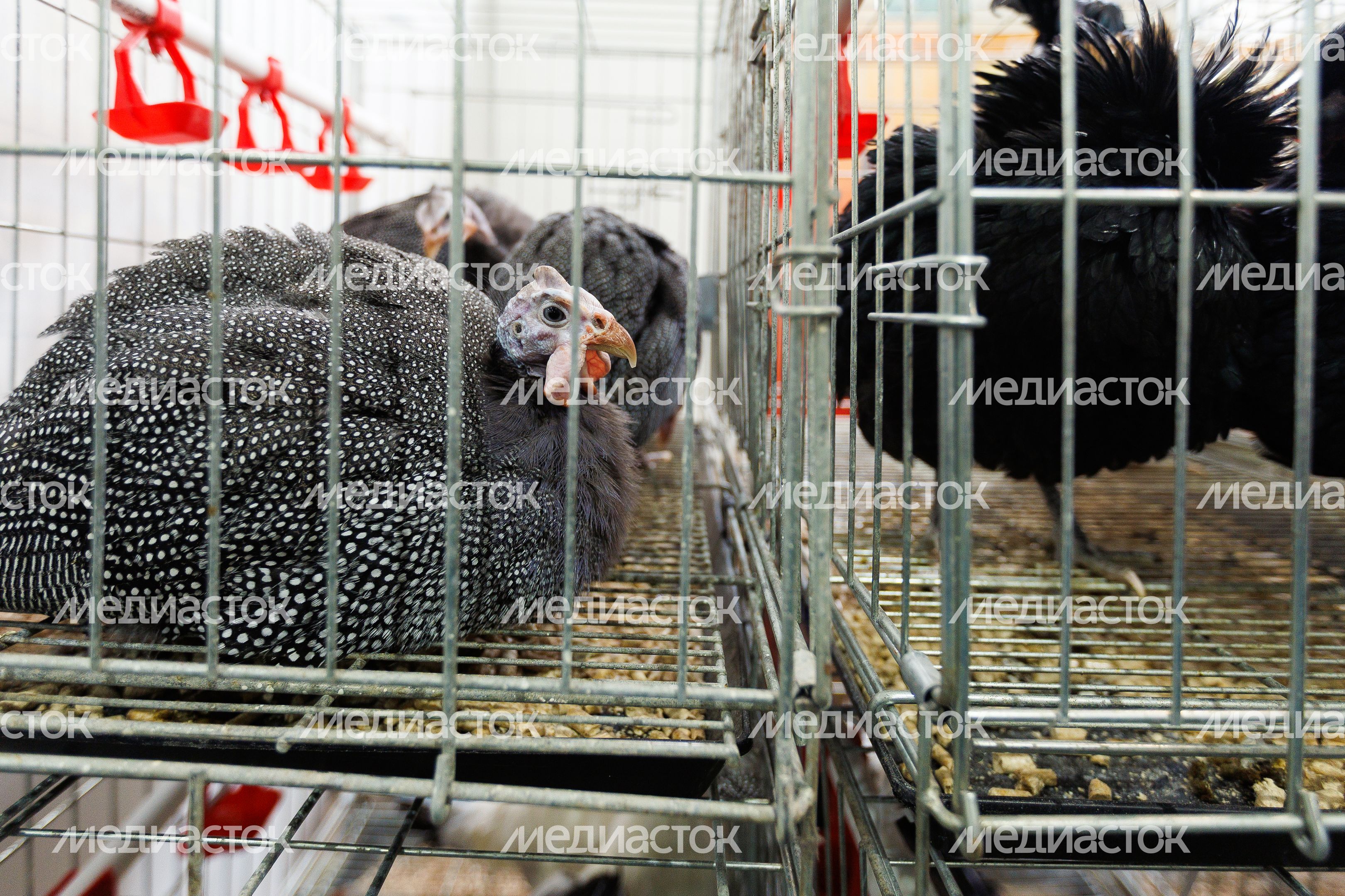 Стенд агропромышленного предприятия ООО «Генофонд» на выставке «Золотая осень-2025» в Москве Стенд агропромышленного предприятия ООО «Генофонд» на выставке «Золотая осень-2025» в Москве