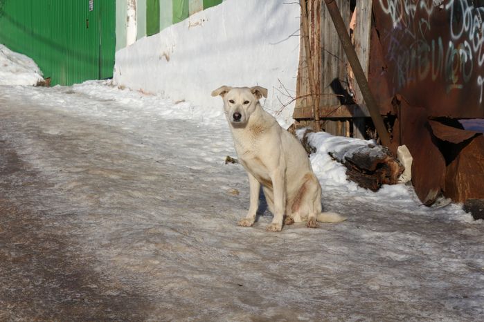 Собака в Сергиевом Посаде
