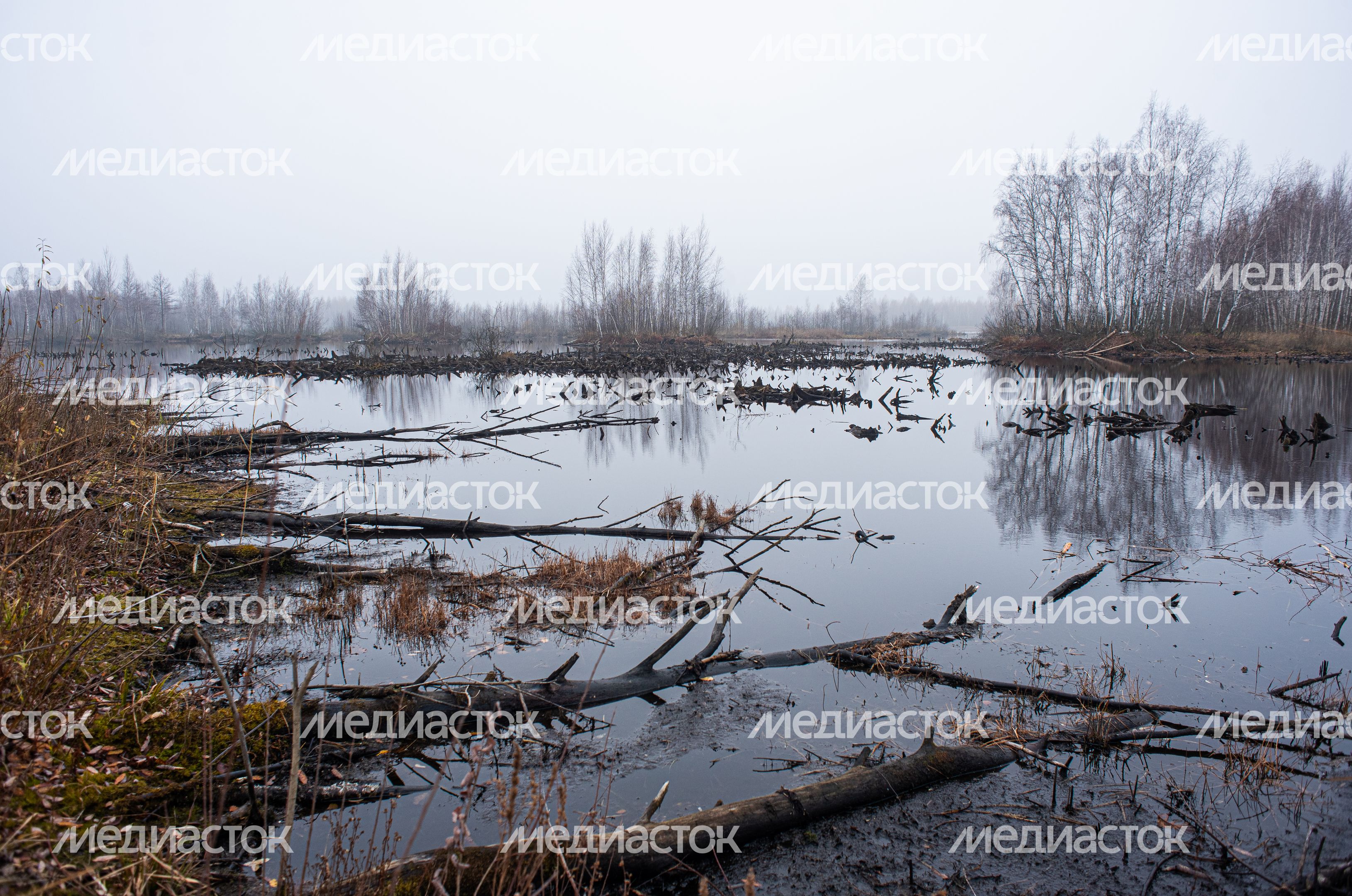 Шатурские болота