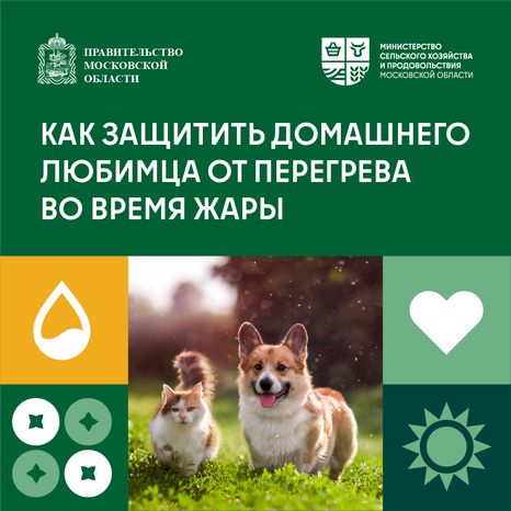 Как защитить домашнего любимца от перегрева во время жары квадтрат (1)