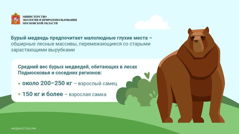 Медведь – сосед, которого нужно знать_горизонталь 03