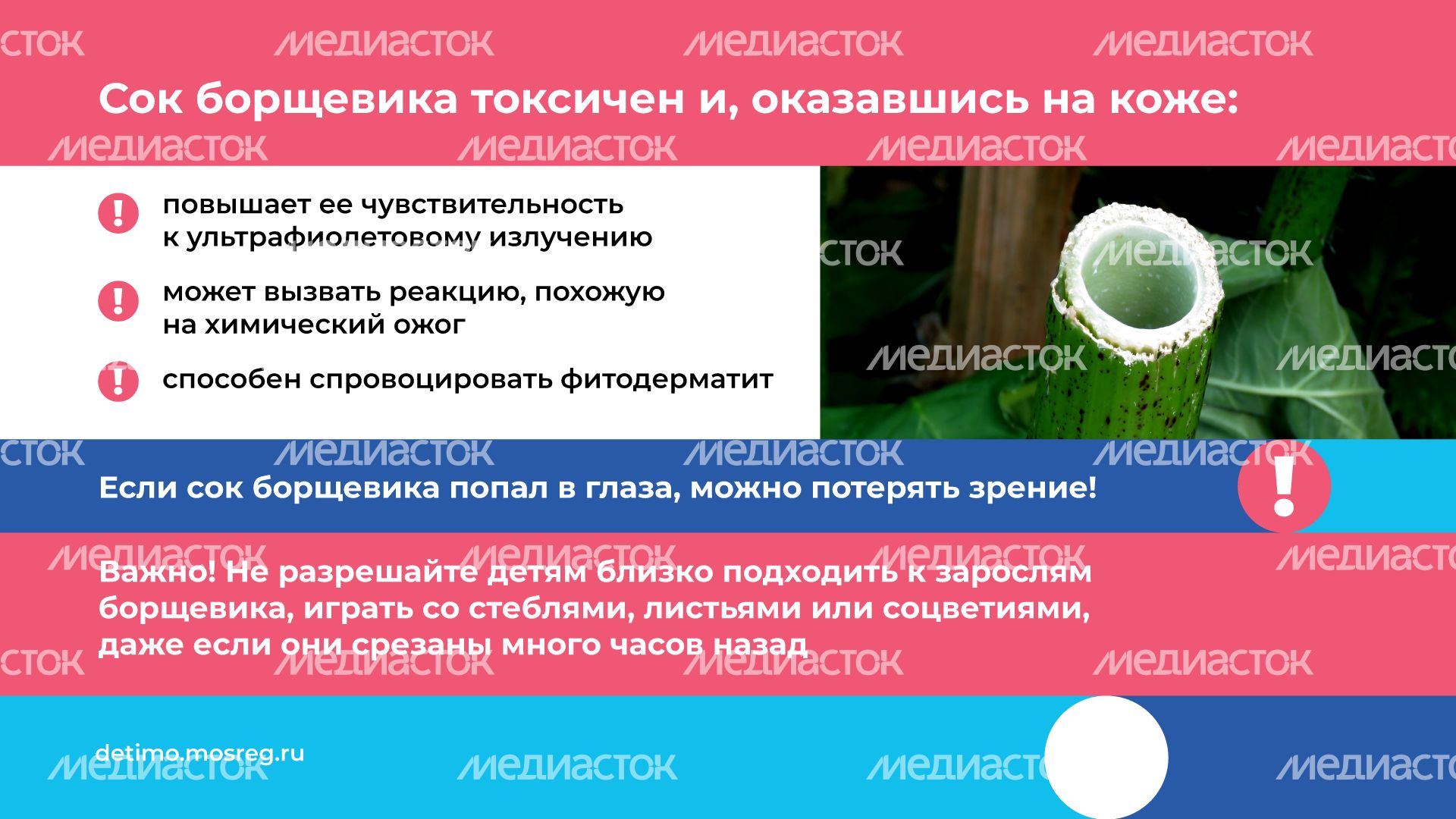 Горизонталь_Борщевик Сосновского_03.png