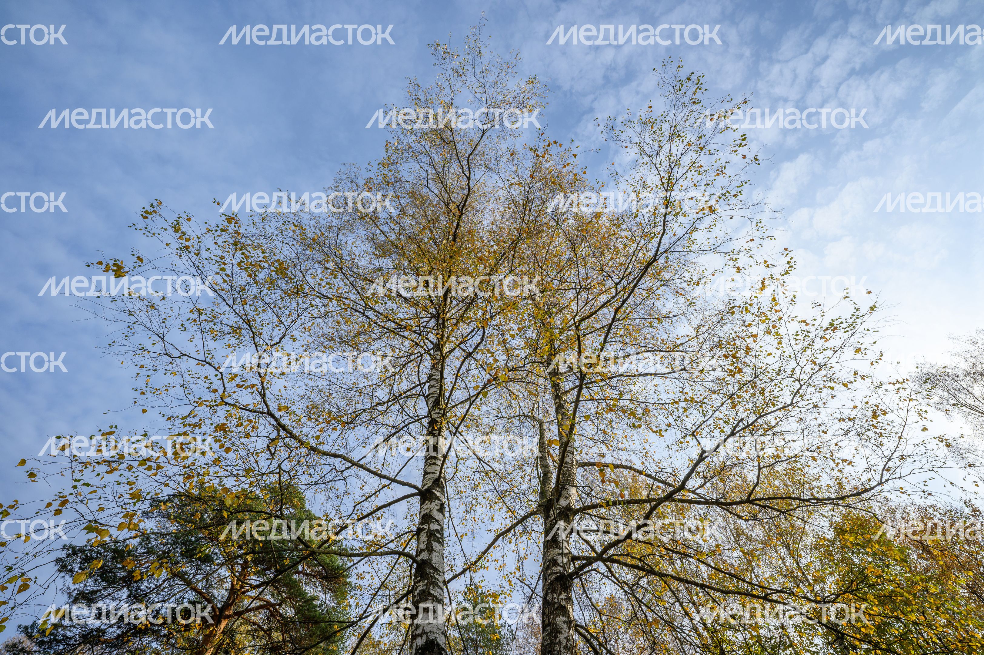 Летний парк в Малаховке округа Люберцы осенью Летний парк в Малаховке округа Люберцы осенью