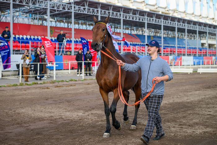 Чемпионат России для лошадей орловской рысистой породы на Раменском ипподроме