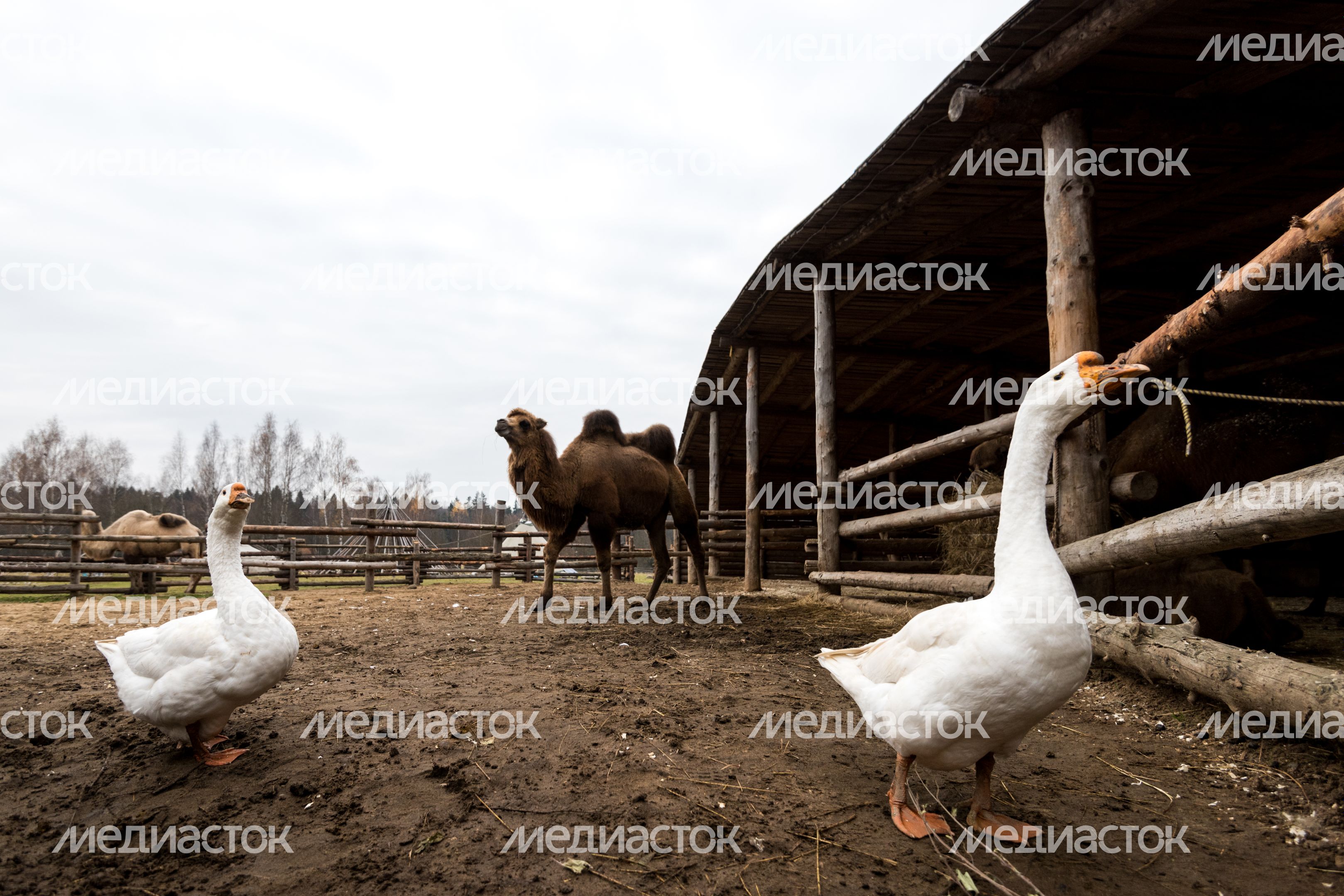 Этнопарк «Кочевник»
