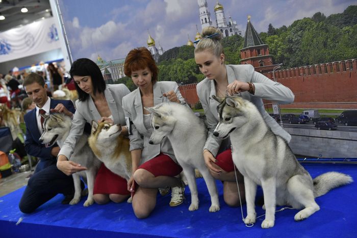 Всемирная выставка собак World Dog Show 2016 в МВЦ «Крокус Экспо»
