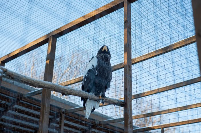 Зимний Парк Птиц «Воробьи»