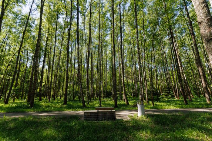 Весна в лесопарке «Северный» в Пушкино